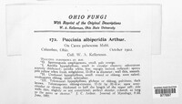 Puccinia albi-peridia image